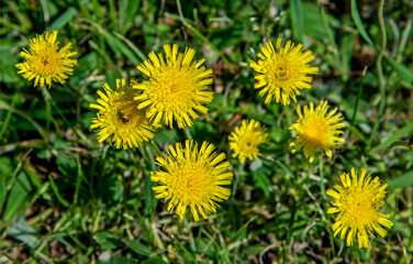A yellow flowering plant called Jastrzębiec Kosmaczek found on sunny lawns in the city of Bialystok in Podlasie, Poland.