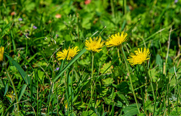 A yellow flowering plant called Jastrzębiec Kosmaczek found on sunny lawns in the city of Bialystok in Podlasie, Poland.
