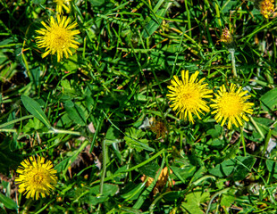 A yellow flowering plant called Jastrzębiec Kosmaczek found on sunny lawns in the city of Bialystok in Podlasie, Poland.