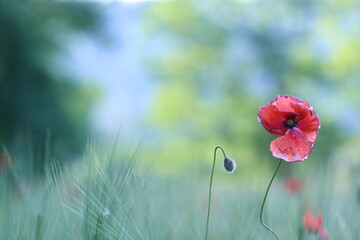 fiore di papavero in un campo - obrazy, fototapety, plakaty