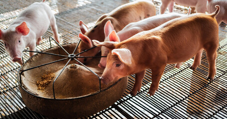 Portrait of a cute small piglet on the farm. group of mammals waiting for feed. swine in the stall. © NARONG