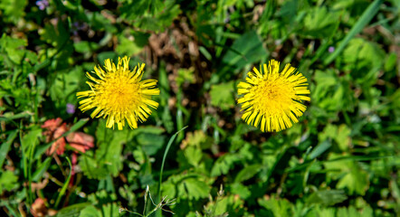 A yellow flowering plant called Jastrzębiec Kosmaczek found on sunny lawns in the city of Bialystok in Podlasie, Poland.
