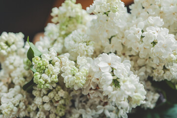 Beautiful lilac flowers. Spring blossom. Blooming lilac bush with tender tiny flower. White lilac flower on the bush. Summer time. Background
