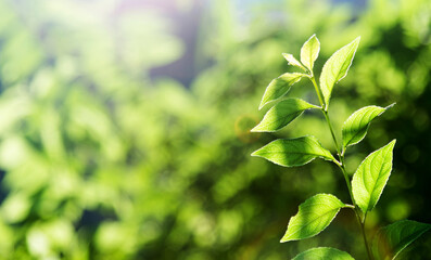 Green leaves under sunlight in summer