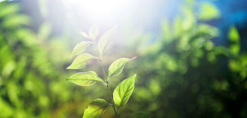 Green leaves under sunlight in summer