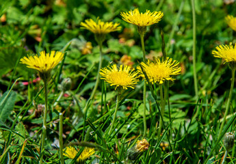 A yellow flowering plant called Jastrzębiec Kosmaczek found on sunny lawns in the city of Bialystok in Podlasie, Poland.