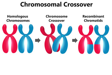 Diagram of chromosomal crossover isolated, - obrazy, fototapety, plakaty