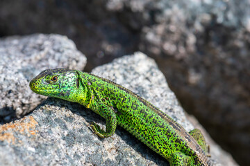 Naklejka na ściany i meble male sand lizard, lacerta agilis sitting on a rock