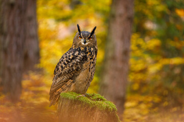 Owl in autumn. Eagle owl, Bubo bubo, perched on mossy rotten stump in colorful autumn forest....