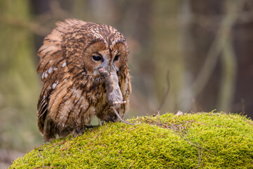 Tawny Owl - Strix aluco, beatiful common own from Euroasian forests and woodlands, Czech Republic.
