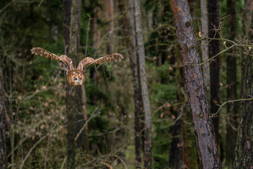 Tawny Owl - Strix aluco, beatiful common own from Euroasian forests and woodlands, Czech Republic.