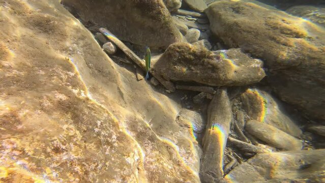 Underwater video of brightly colored ornate wrasse (Thalassoma pavo) swimming over rocks