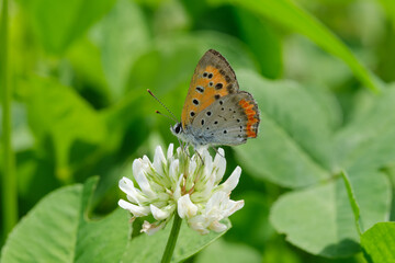 ベニシジミとシロツメクサ