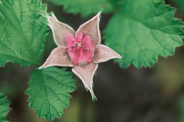 ナワシロイチゴ