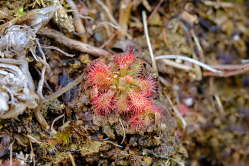 コモウセンゴケ