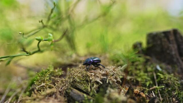 Dung beetle (Trypocopris vernalis) or spring dumbledor or spring dor beetle slowly moves on foliage in spring Veluwe forest