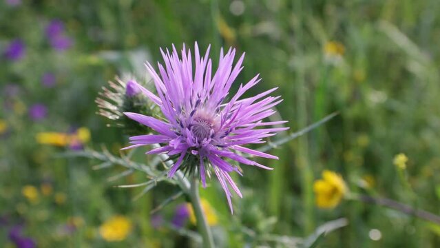 Close up of a flower head from an Italian Thistle (Carduus pycnocephalus), wild plants, wild thorn photos.