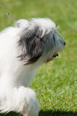 Fototapeta premium Havanese dog stepping forward in profile view