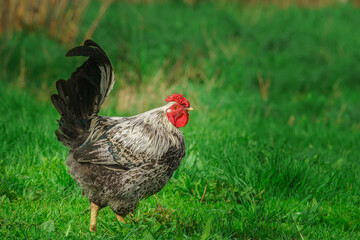cute rooster crowing on the farm.