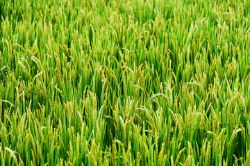 Green rice fields in China