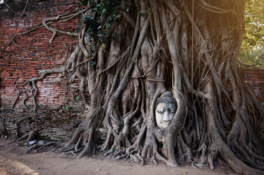 Ancient Budha statue's face in the tree roots in Ayuthaya khmer temple, Thailand.