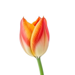 Tulip flower on transparent background