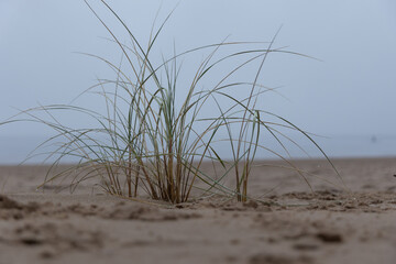 Fototapeta na wymiar Coastal Symphony: Grass Flourishing on Baltic Sands. Grass at the Baltic Sea