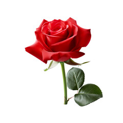 red rose isolated on white
