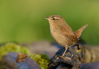 Upright posing of Small Eurasian wren (troglodytes troglodytes) on mossy perch in sweet light