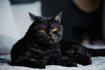 Adorable black cat lying on the bed at home.