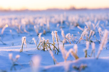 Frosty Dawn: Nature's Icy Embrace in Early Spring in Northern Europe