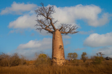Fototapeta na wymiar The baobabs tree at the Avenue of the Baobabs, Madagascar