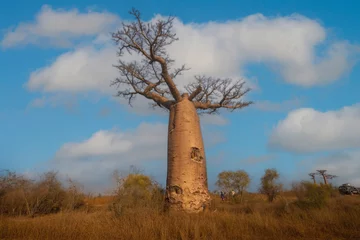 Zelfklevend Fotobehang The  baobabs tree  at the Avenue of the Baobabs, Madagascar © SASITHORN