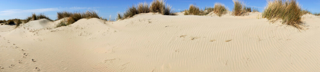 Fototapeta na wymiar Panoramic image of sand dunes on the North Sea coast