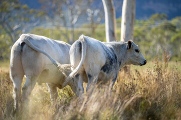 Holistic Grazing and Conservation Practices in South America's Pastoral Fields
