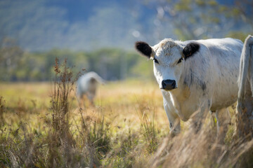 Speckle park cows and cattle on a regenerative native pasture farm. Sustainable beef production in...