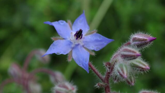 Blue medicinal plant, Borage (Borago officinalis), flower of the spice