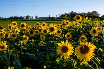 Obraz premium Beautiful sunflower plantation, sunflower field with blue sky