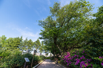 バラ園のある公園の風景