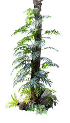 Green leaves of Monstera plants growing in forest, tropical jungle plants, evergreen vines isolated...