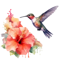 Fotobehang Kolibrie Watercolor Bird Hummingbird Flying Around the Fuchsia Flowers Summer Garden Illustration Set isolated on transparent background. Ai generative.