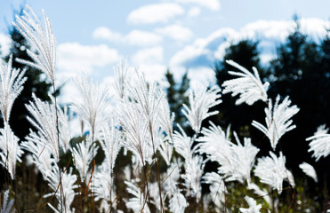 Group of reeds swaying in the wind