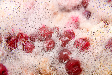 Mold on food. Fungus on spoiled berries. Mold spores close up. Soft focus. Macro photography. - obrazy, fototapety, plakaty