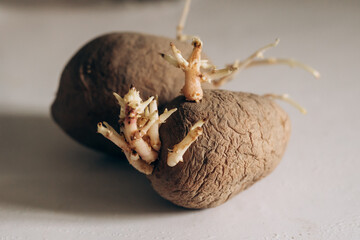 Sprouted potatoes in their skins lie on the table