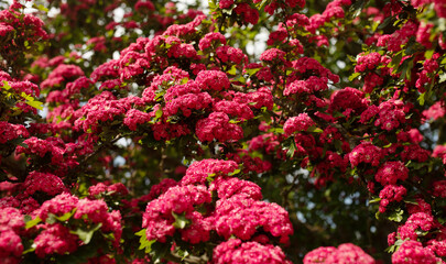 Amazing hawthorn blooms in the park. Double Crimson Flowering Hawthorn Tree. 