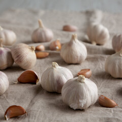 Raw Organic White Garlic Bulbs on a cloth, side view.