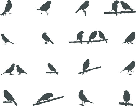 Canary bird silhouette, Bird silhouettes, Canary SVG, Canary vector, Canary clipart.