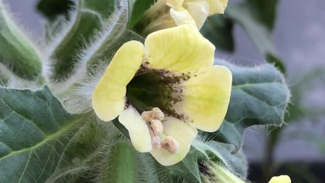 Yellow Henbane, medicine plant with flower 