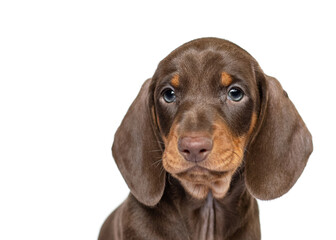 Cute dachshund puppy dog portrait isolated on white studio background