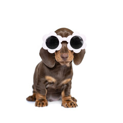 Cool dachshund dog puppy wearing sunglasses  isolated  on white studio background